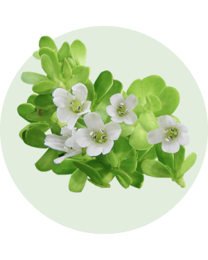 Bacopa_piante panacea