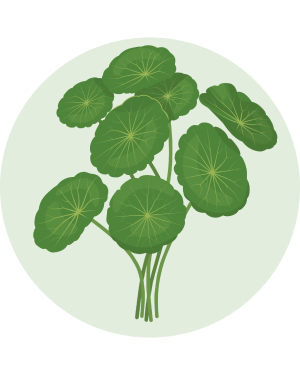 Centella Asiatica_piante panacea