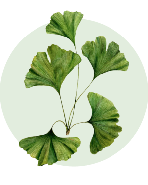 Ginkgo Biloba_piante panacea