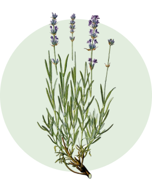 Lavanda_piante panacea