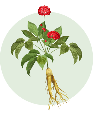 Panax Ginseng_piante panacea