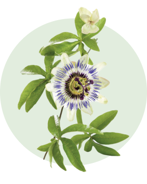 Passiflora_piante panacea