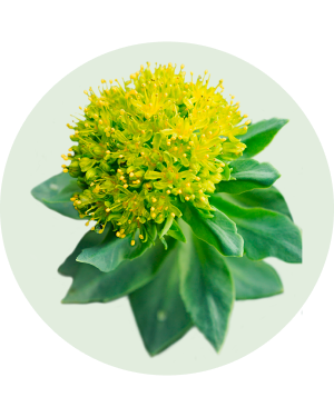 Rhodiola Rosea_piante panacea