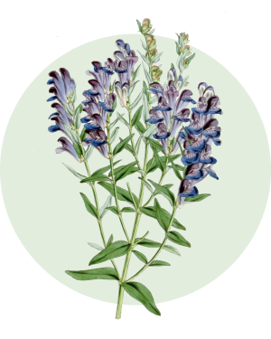 Scutellaria_piante panacea