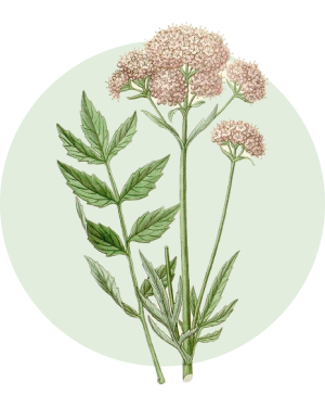 Valeriana_piante panacea